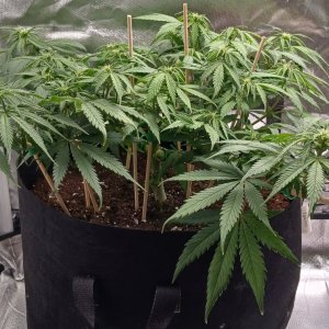 Viparspectra Grow 16 February 2023 Zkittlez 1.jpg