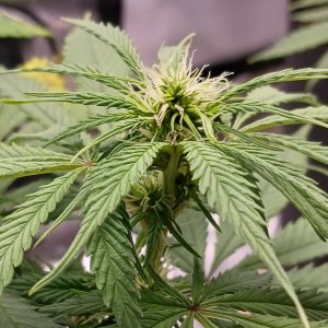 Viparspectra Grow 19 February 2023 Zkittlez bud.jpg