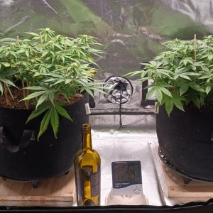 Viparspectra Grow 20 February 2023.jpg