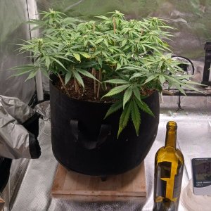 Viparspectra Grow 20 February 2023 Zkittlez 1.jpg