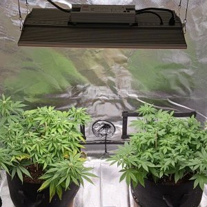 Viparspectra Grow 21 February 2023.jpg