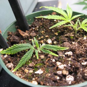 Blue Dream clones IMG_4273.JPG