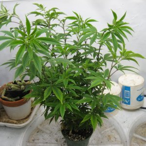 Tropicana Banana clone IMG_4274.JPG