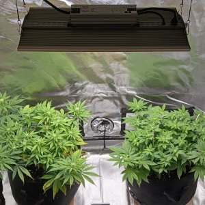 Viparspectra Grow 22 February 2023.jpg