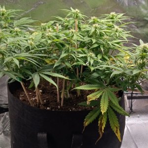 Viparspectra Grow 24 February 2023 Zkittlez 1.jpg