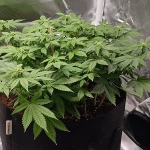 Viparspectra Grow 25 February 2023 Blueberry 1.jpg