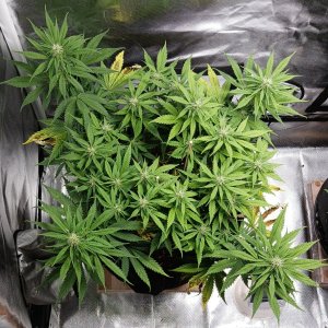 Viparspectra Grow 25 February 2023 Zkittlez.jpg