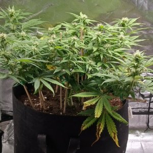 Viparspectra Grow 25 February 2023 Zkittlez 1.jpg