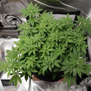 Viparspectra Grow 26 February 2023 Blueberry.jpg