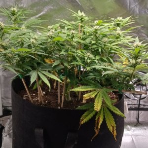 Viparspectra Grow 26 February 2023 Zkittlez 1.jpg