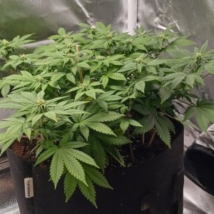 Viparspectra Grow 27 February 2023 Blueberry 1.jpg