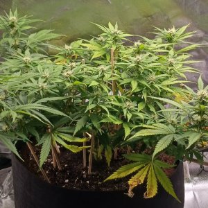 Viparspectra Grow 27 February 2023 Zkittlez 1.jpg