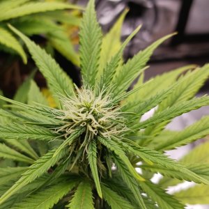 Viparspectra Grow 27 February 2023 Zkittlez bud.jpg