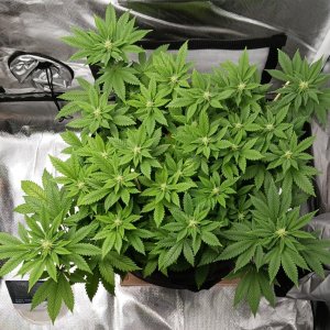 Viparspectra Grow 28 February 2023 Blueberry.jpg