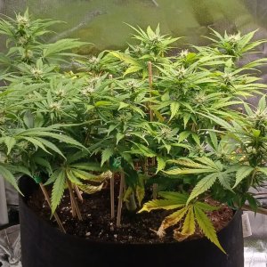 Viparspectra Grow 28 February 2023 Zkittlez 1.jpg