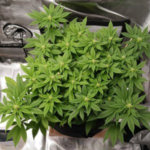 Viparspectra Grow 01 March 2023 Blueberry.jpg