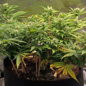 Viparspectra Grow 01 March 2023 Zkittlez 1.jpg