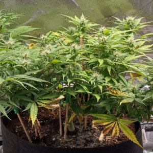 Viparspectra Grow 02 March 2023 Zkittlez 1.jpg