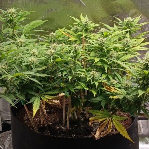 Viparspectra Grow 03 March 2023 Zkittlez 1.jpg