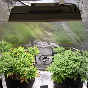 Viparspectra Grow 04 March 2023.jpg