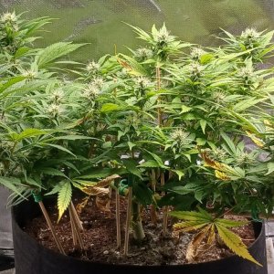 Viparspectra Grow 04 March 2023 Zkittlez 1.jpg