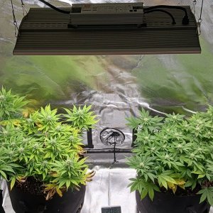 Viparspectra Grow 05 March 2023.jpg