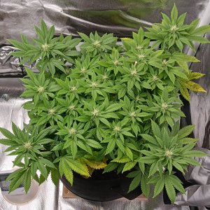 Viparspectra Grow 05 March 2023 Blueberry.jpg