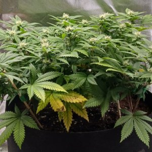 Viparspectra Grow 05 March 2023 Blueberry 1.jpg