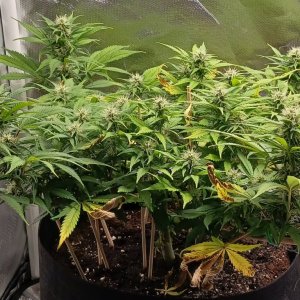 Viparspectra Grow 05 March 2023 Zkittlez 1.jpg