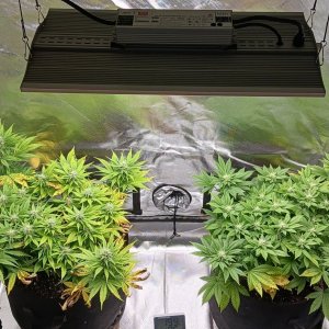 Viparspectra Grow 06 March 2023.jpg