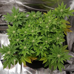 Viparspectra Grow 06 March 2023 Blueberry.jpg