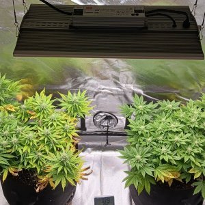 Viparspectra Grow 07 March 2023.jpg