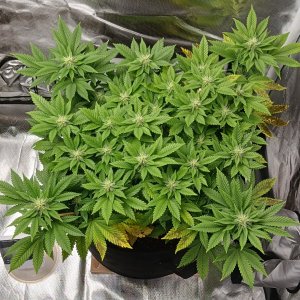 Viparspectra Grow 07 March 2023 Blueberry.jpg