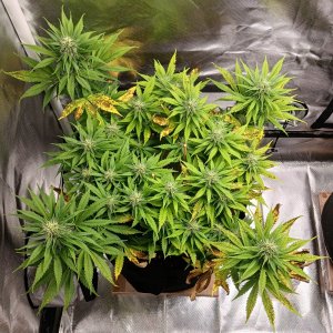 Viparspectra Grow 07 March 2023 Zkittlez.jpg