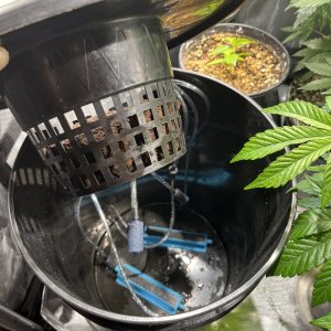 Dwc cloning bucket