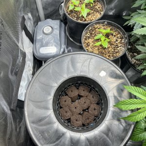 Dwc cloning bucket