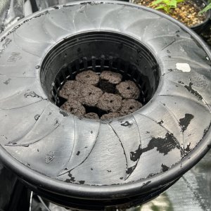 Dwc cloning bucket