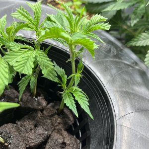 Dwc cloning bucket