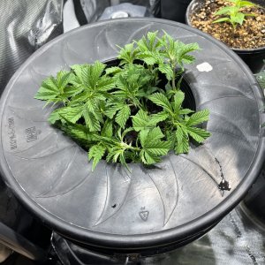 Dwc cloning bucket