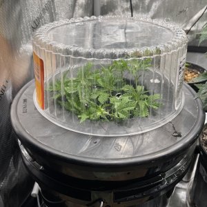 Dwc cloning bucket