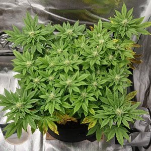 Viparspectra Grow 08 March 2023 Blueberry.jpg