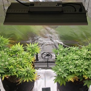 Viparspectra Grow 09 March 2023.jpg