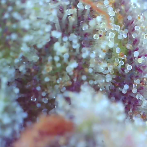 2023_03_09_11_36_06_924 ALK purple trichomes.png