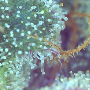 2023_03_09_11_27_49_495 ALK purple trichomes.png