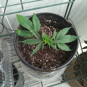 GG4 clone