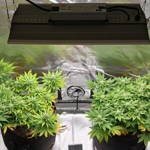 Viparspectra Grow 10 March 2023.jpg