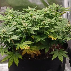 Viparspectra Grow 10 March 2023 Blueberry 1.jpg