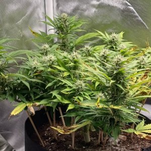 Viparspectra Grow 10 March 2023 Zkittlez 1.jpg