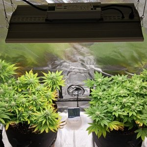 Viparspectra Grow 11 March 2023.jpg