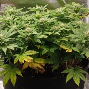 Viparspectra Grow 11 March 2023 Blueberry 1.jpg